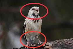 Cara Mudah Menjodohkan Blackthroat Dengan Sangkar Gantung