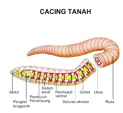 Manfaat Cacing Tanah | INFO OKE
