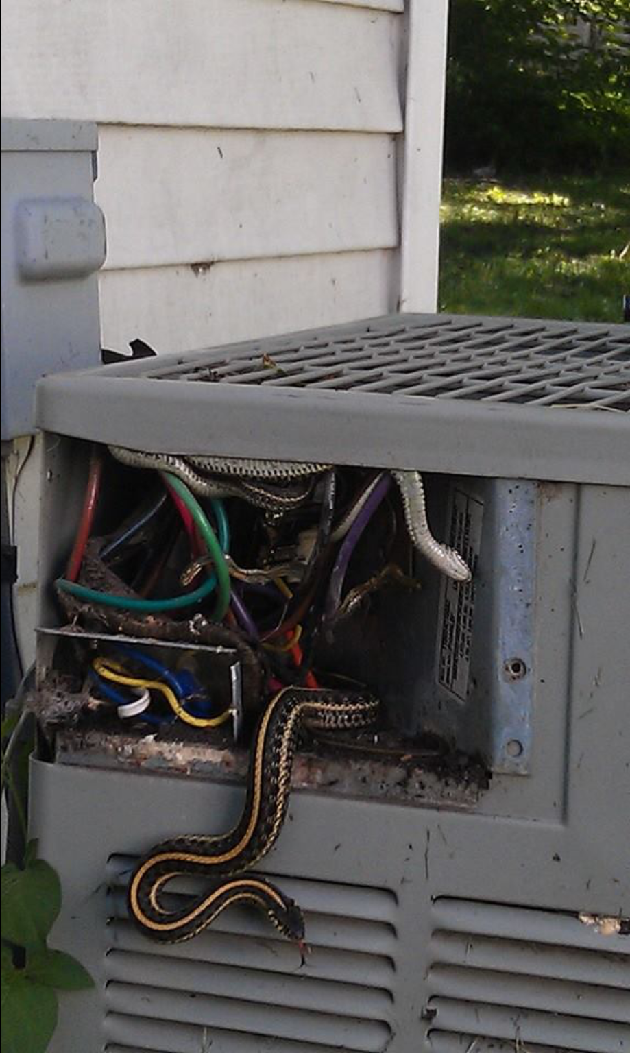 Wm. Masters, Inc. Snakes in an Air Conditioner?
