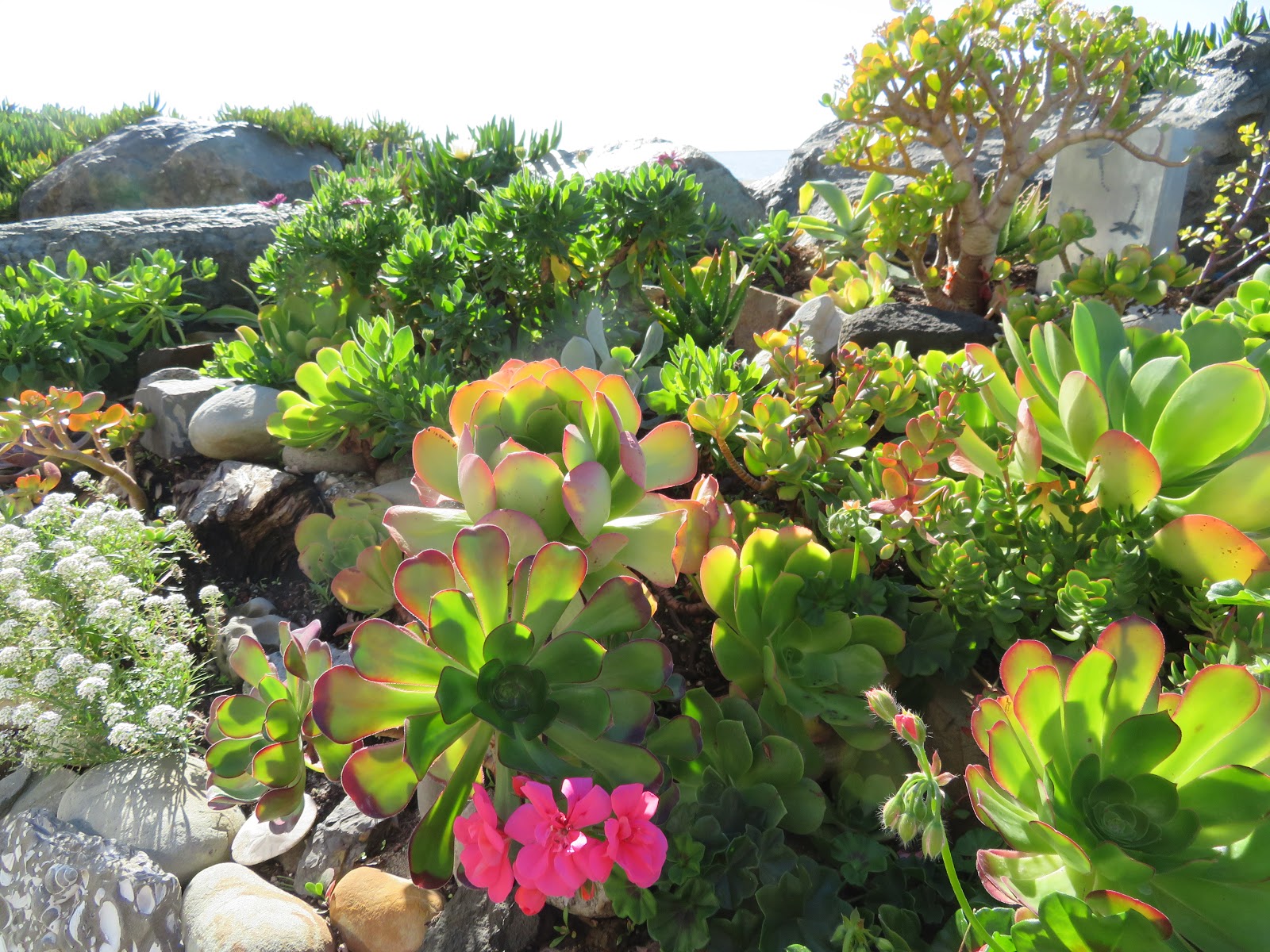 Seaside Succulents