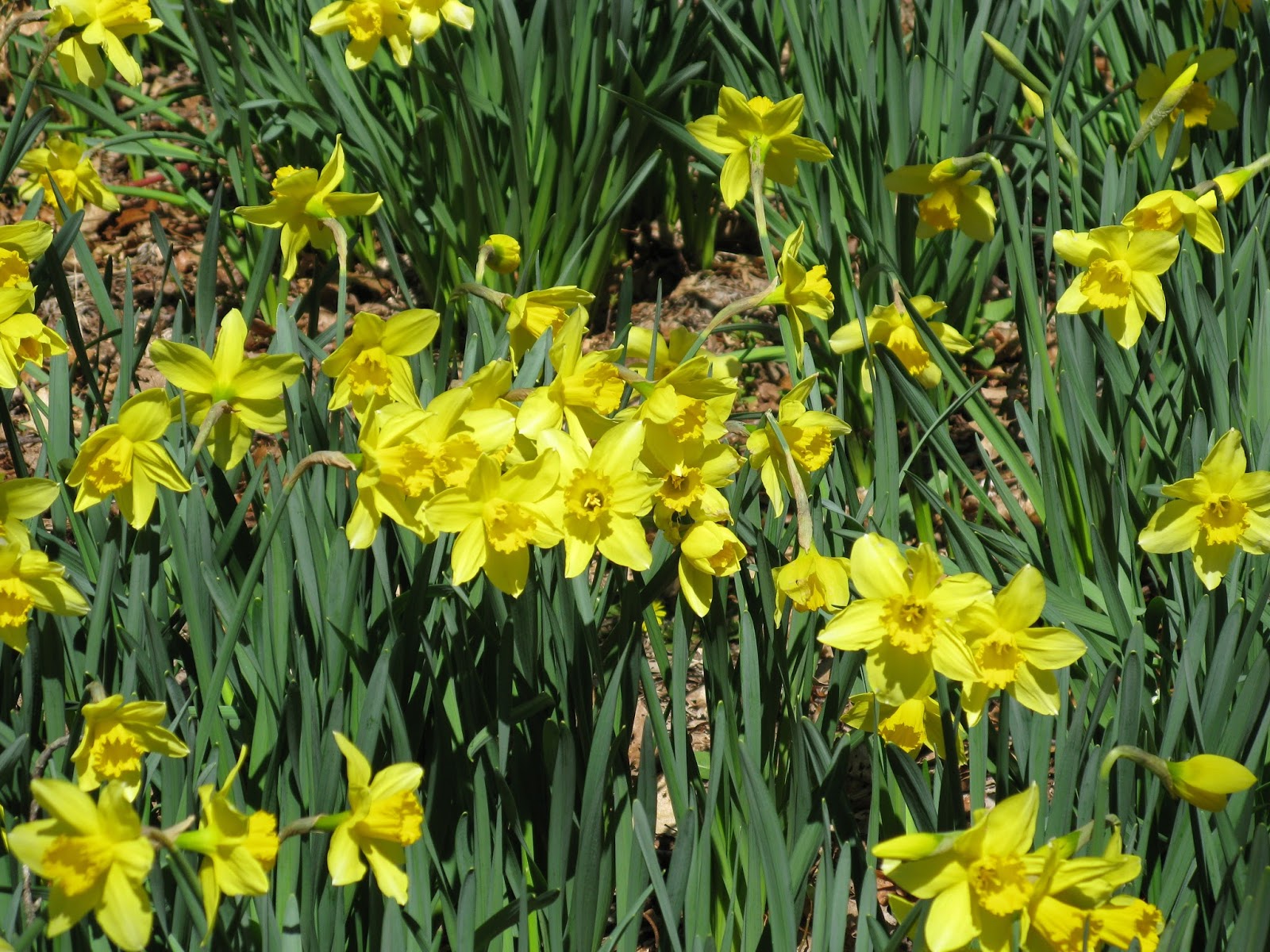 Prince Snow Farm The Daffodil Fields