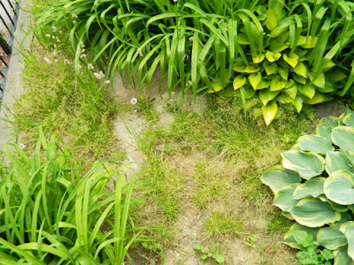 Leslieville Summer Front Garden Cleanup Before by Paul Jung Gardening Services--a Toronto Gardening Services Company Leslieville Summer Front Garden Cleanup Before by Paul Jung Gardening Services--a Toronto Gardening Services Company