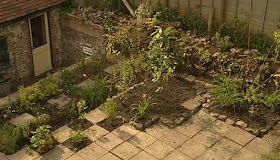 Shades Of Grey Red Tip Plant Photinia