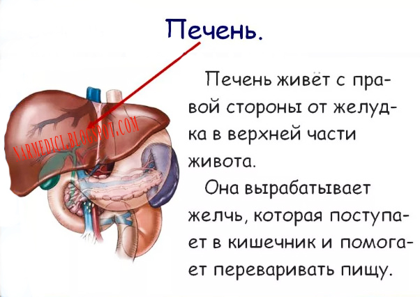 Прохождение через печень. Работа печени. Поддержка работы печени. Как работает печень. Время работы печени.