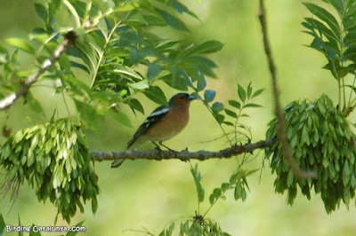 Pinsà comú (Fringilla coelebs)