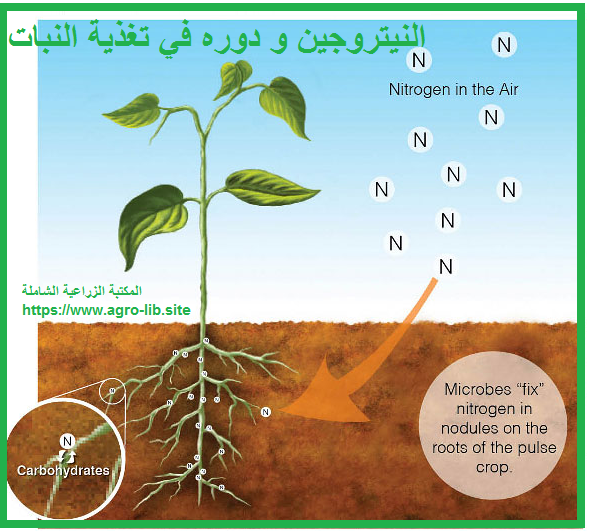 يستخدم المزارعون الدبال لتعويض نقص النيتروجين في التربه يعد مثالا على