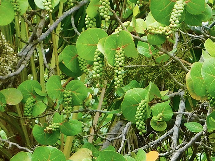 My Roatan Adventures in Creating Nirvana sea grape season