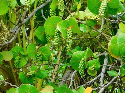 #payabay, #payabayresort, sea grapes, flora, delicious, paya bay resort, roatan, local culture, 