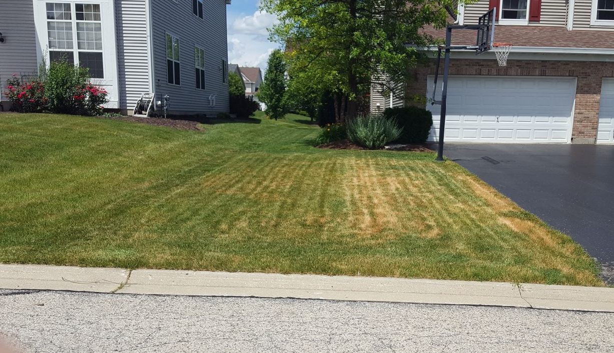 Lawn*Doctor Lawn Care Insights Flood Damaged Lawns