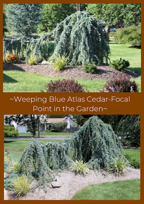A Guide To Northeastern Gardening Weeping Blue Atlas Cedar Focal Point In The Garden,Ham Hock And Beans Soup Recipe