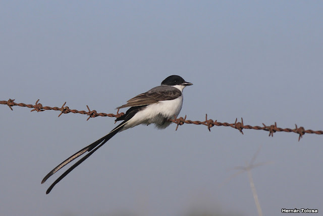 Aves de Argentina Tijeretas