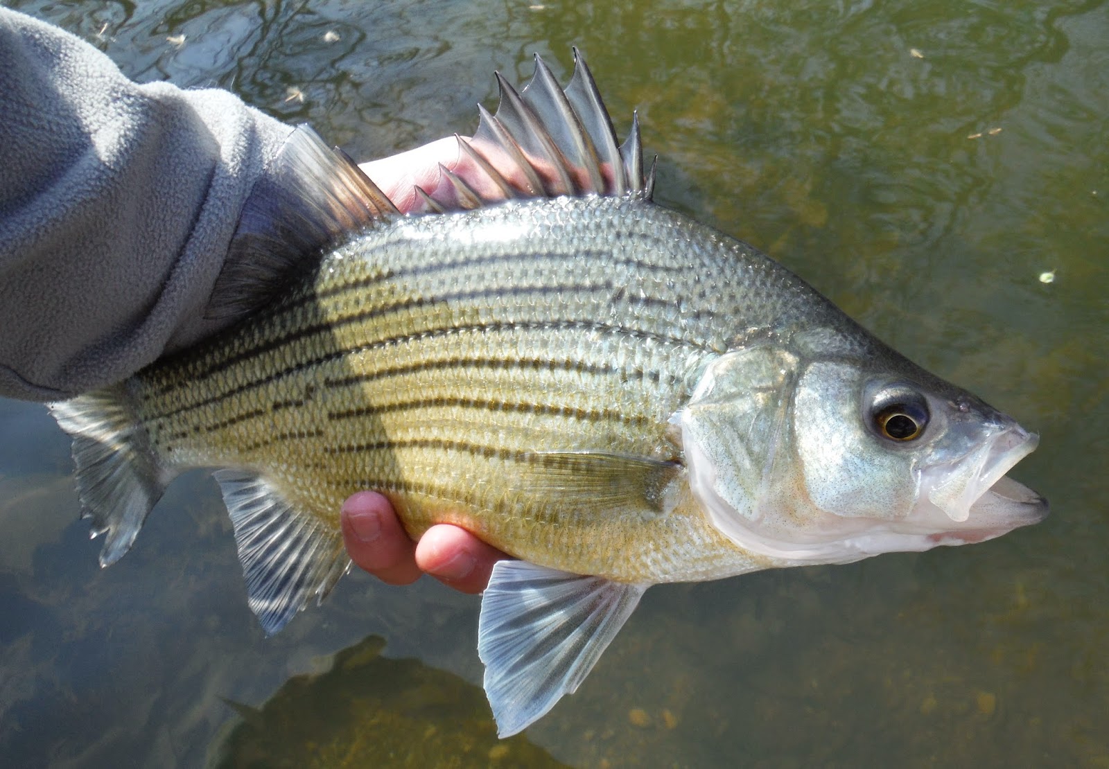 The Angler's Culvert Fresh