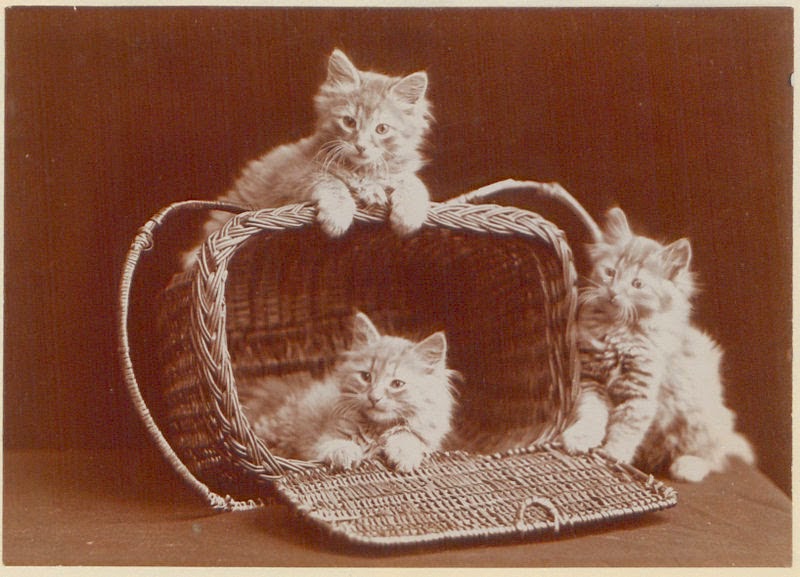 Vintage Photos of Adorable Kittens from 1902 Vintage Everyday