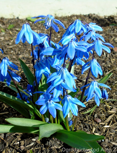 Cebulica syberyjska Scilla siberica