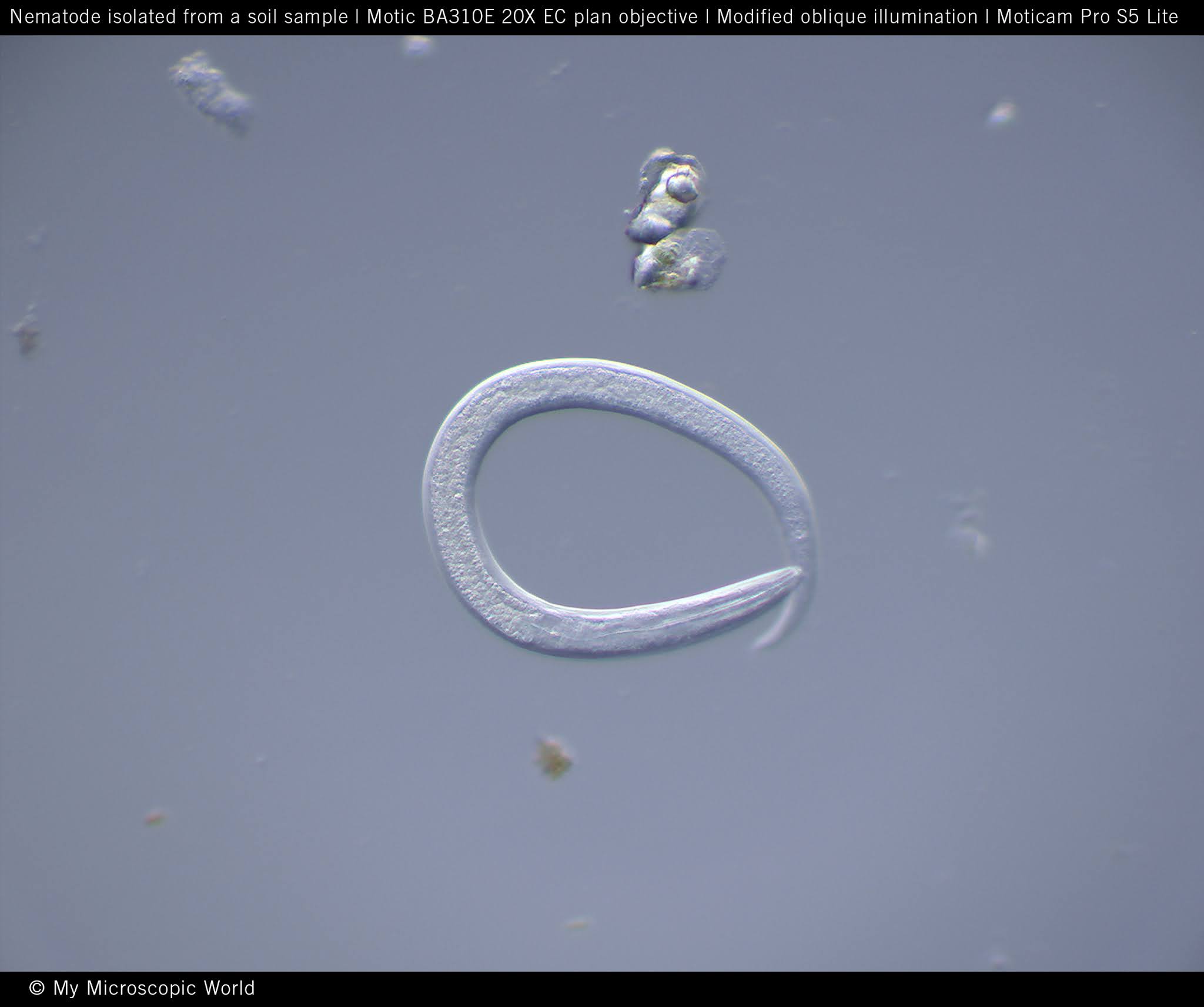 Motic Europe Blog Nematodes The most common animal on earth