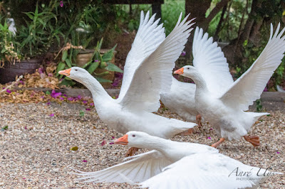 White Geese Manoeuvres in the Country