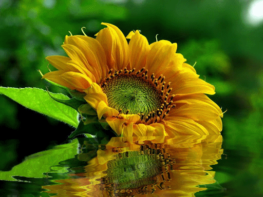 flores00.gif