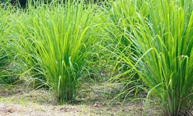 10 Tanaman Hias Pengusir Nyamuk Paling Ampuh, Pas Untuk Rumah Minimalis