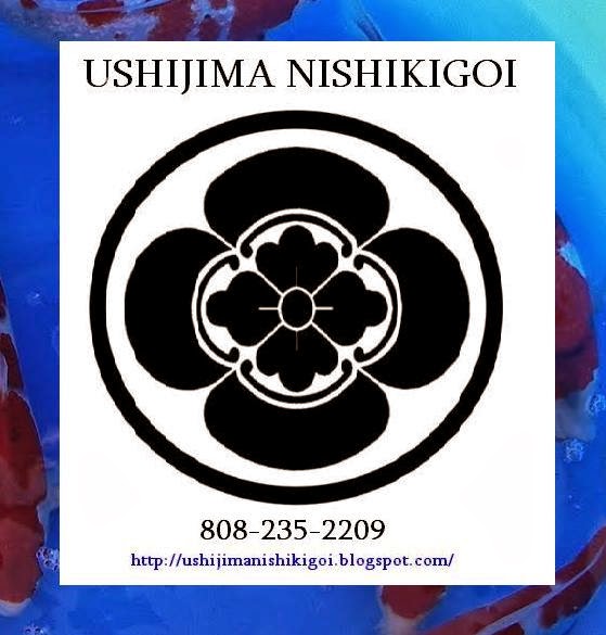 Ushijima Nishikigoi