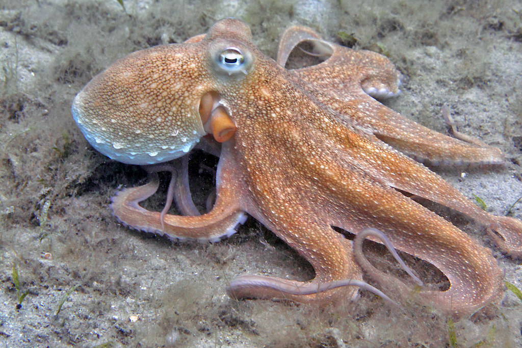 Variety of Life Octopus