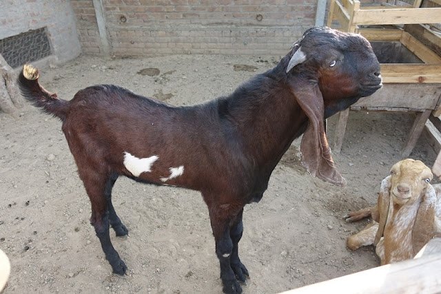 Most Popular Indigenous Breeds of Goats in India