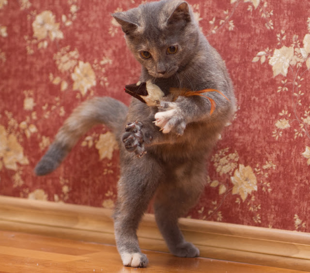 How to Make the World Better for Cats