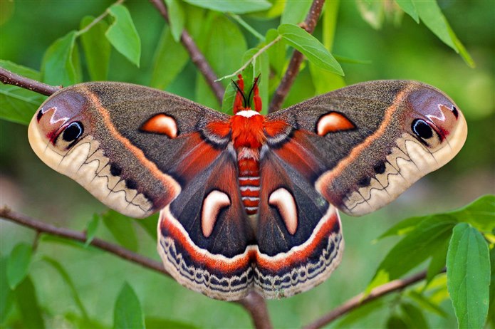 Gece kelebeği (Güve) - Kelebekler Hakkında Neler Biliyorsunuz?