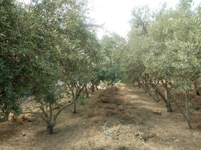 Campo de olivos en el mes de julio