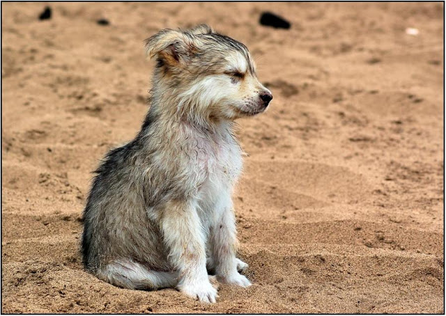 cute baby animals, baby animals, baby animal pictures, adorable baby animal pictures, baby wolf, cute wolf pup