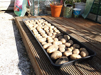 Drying Potatoes For Storage
