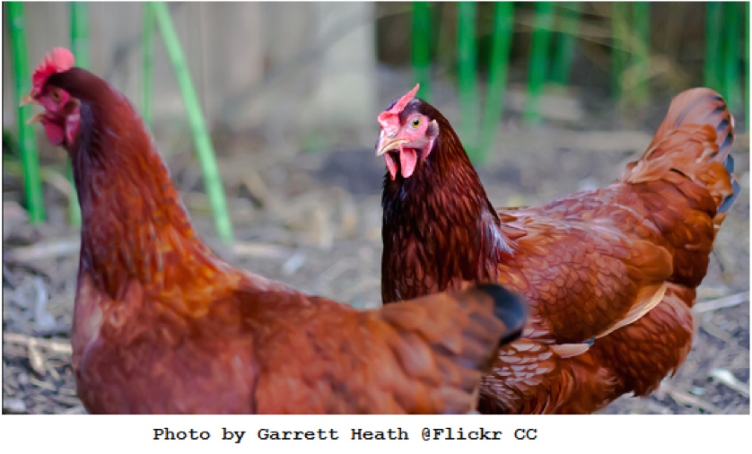 Chickens 12 of the Best Brown EggLayers Big Picture Agriculture