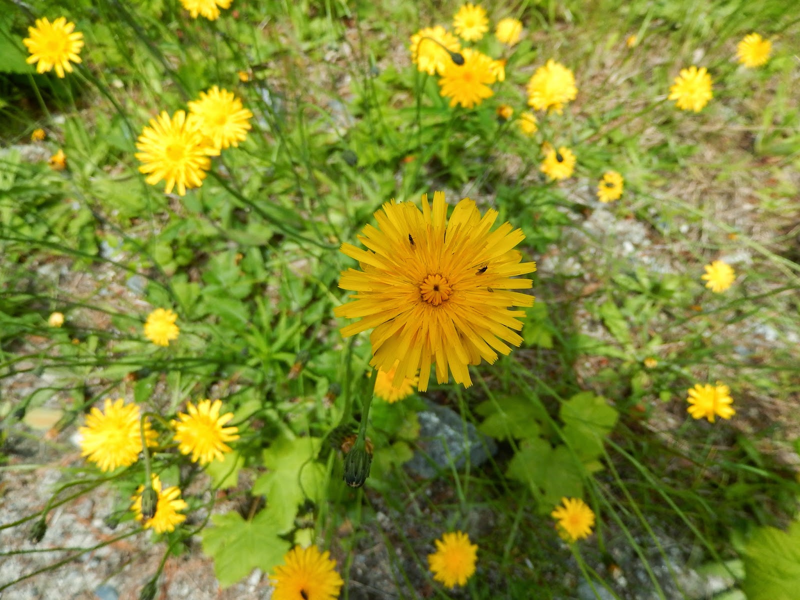 Powell River Books Blog Coastal BC Plants Common Dandelion