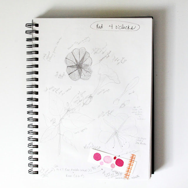 sketchbook, botanical sketchbook, Anne Butera, My Giant Strawberry