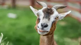 Qué ye esto!, pero ¡si ye carni craba