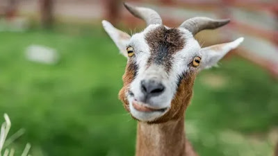 Qué ye esto!, pero ¡si ye carni craba