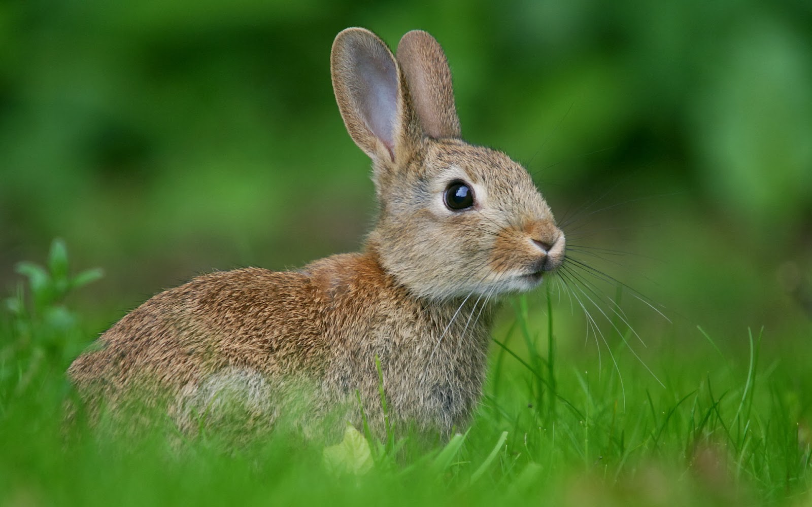 Rabbit HD Funny Wallpapers ~ Funny Wallpapers