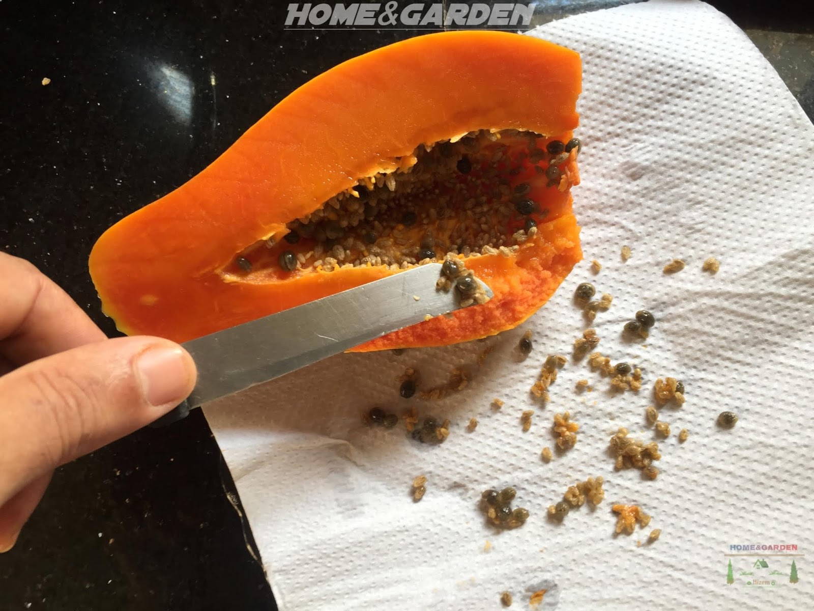How To Grow Papaya From Seeds indoors