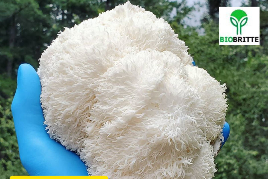 Mushroom extract that reverses alzheimer's Biobritte mushroom shop