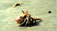Kepiting Hermit Hewan Peliharaan Omivora Untuk Terarium vs