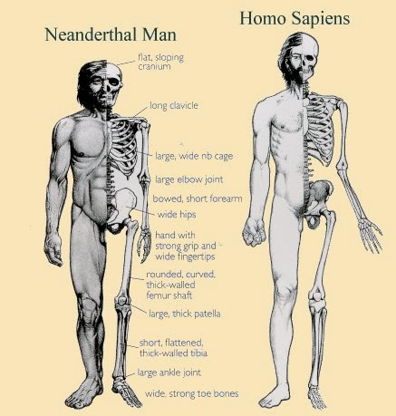 Mensch ist mensch. Скелеты неандертальца и хомо сапиенса. Неандерталец и хомо сапиенс сходства и различия. Человек разумный (homo sapiens) внешность. Хомо сапиенс и хомо сапиенс сапиенс в чем разница.