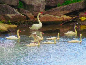Mute Swans, Port Credit Ontario