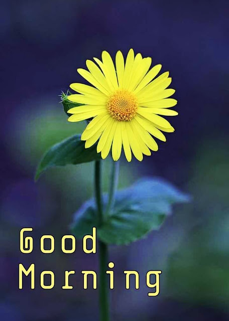 Best 444+ Good Morning Images Free Download For WhatsApp HD Download ...