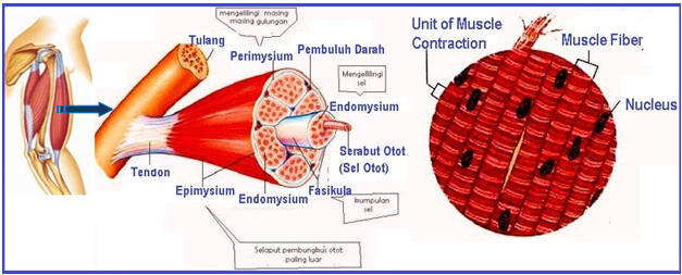 Pengertian, Fungsi dan Ciri-Ciri Otot Lurik