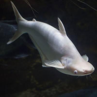 Ikan Genghiskhan / Ikan Hiu Air tawar Albino