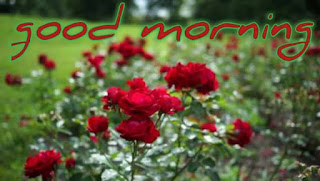 Good morning images for whatsapp in hindi with rose flowers