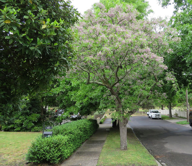 Dangerously seductive White Cedar | LaptrinhX / News
