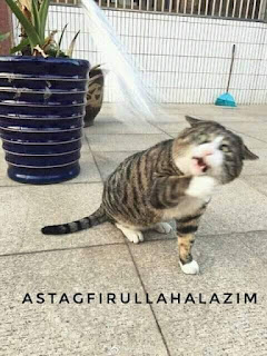 Foto kucing lucu serem Foto kucing lucu liat setan