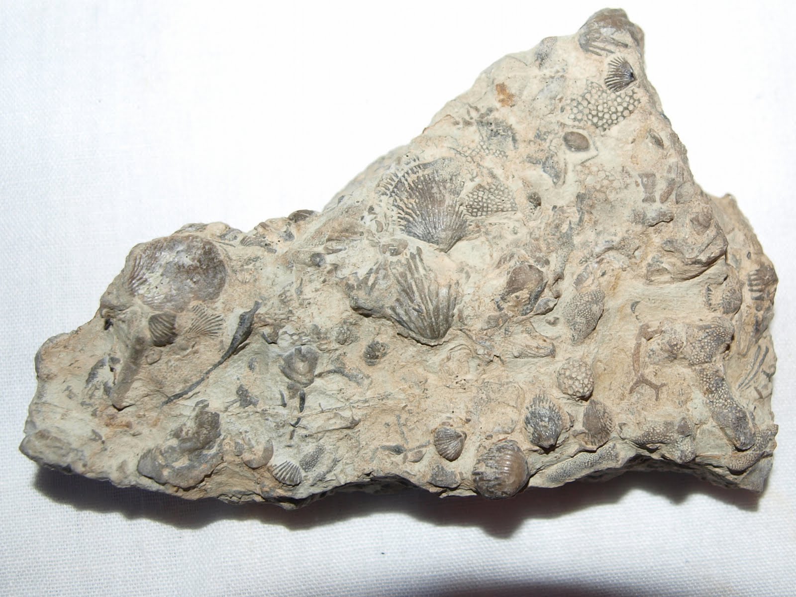 Ragged Robin's Nature Notes Fossils Part 7 Brachiopods, Corals