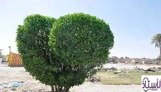 يعتبر بيئي الشجره جذع نظام جذع الشجرة