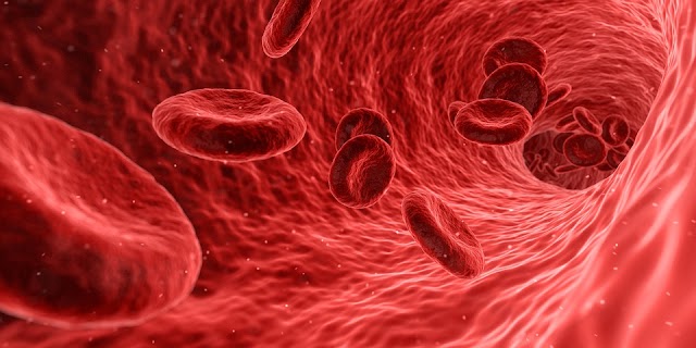 how much blood in the human body 